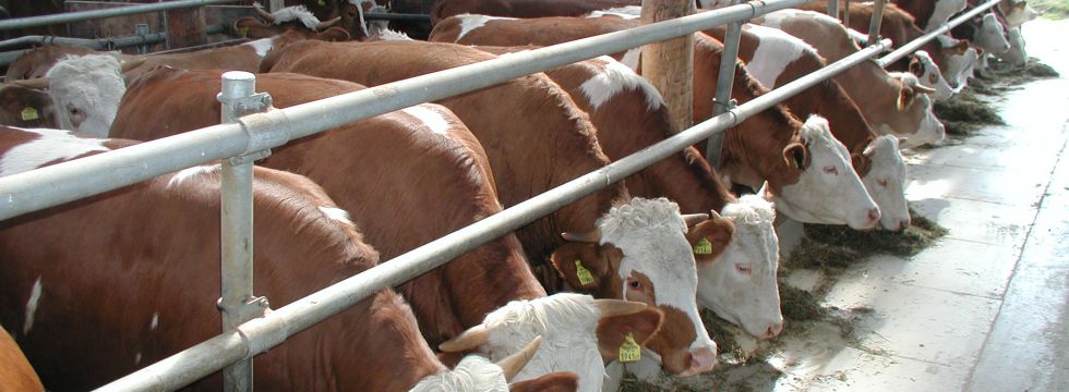 Kalbinnen Rinderbörse Kalbinnen Rinderbörse