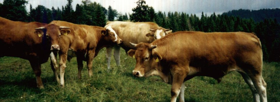 Ochsen Rinderbörse Ochsen Rinderbörse